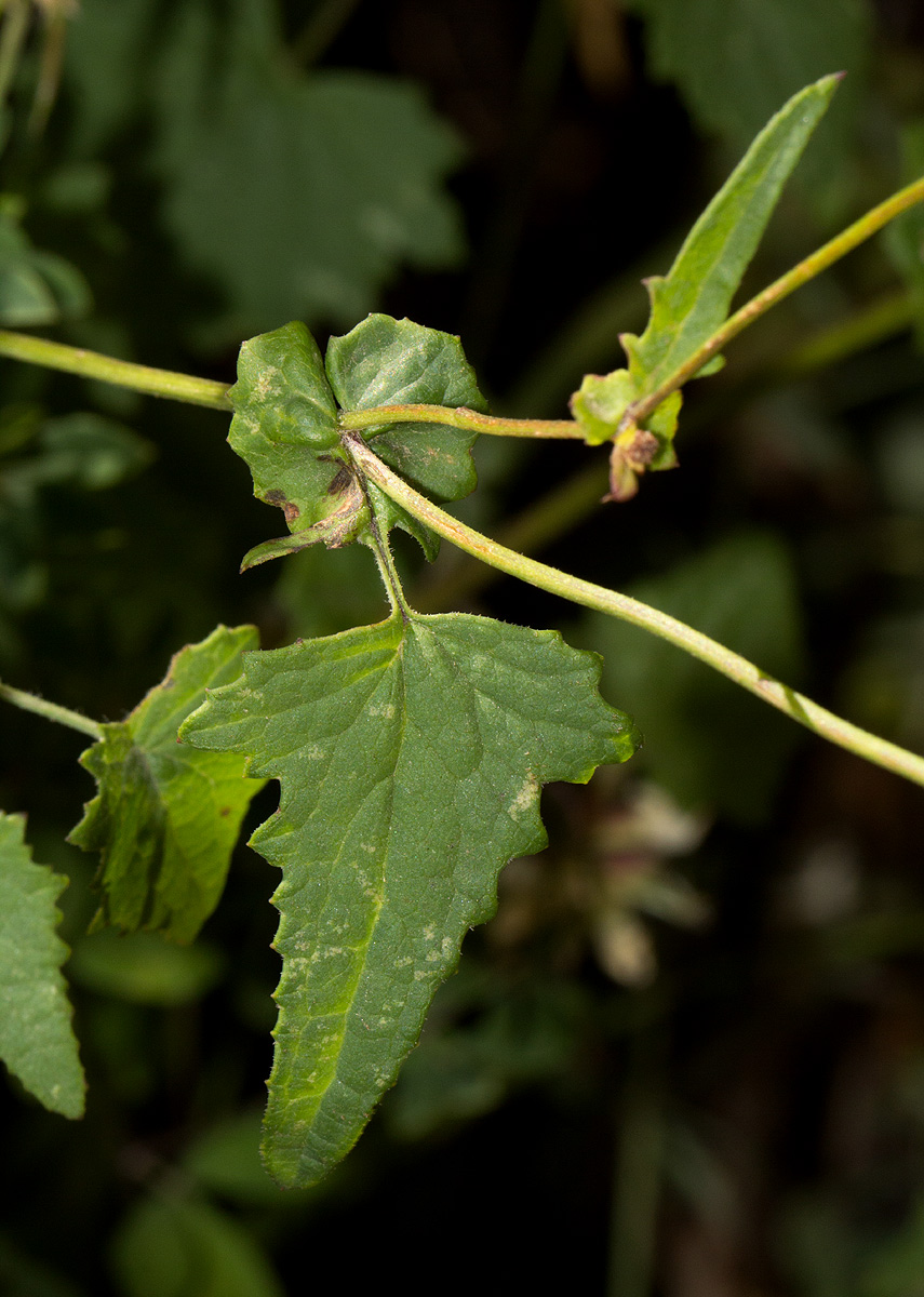 Cineraria deltoidea