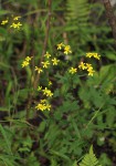 Cineraria deltoidea