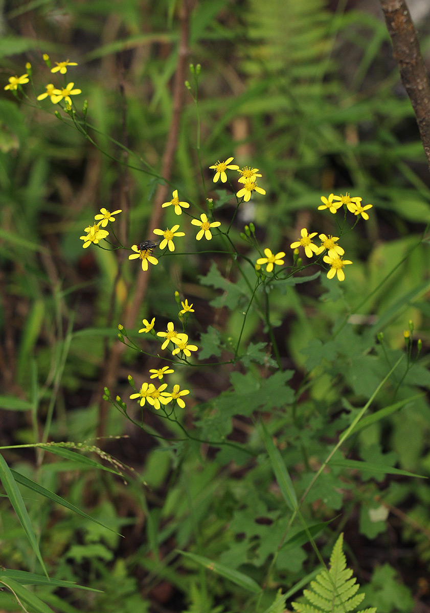 Cineraria deltoidea