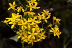 Cineraria deltoidea