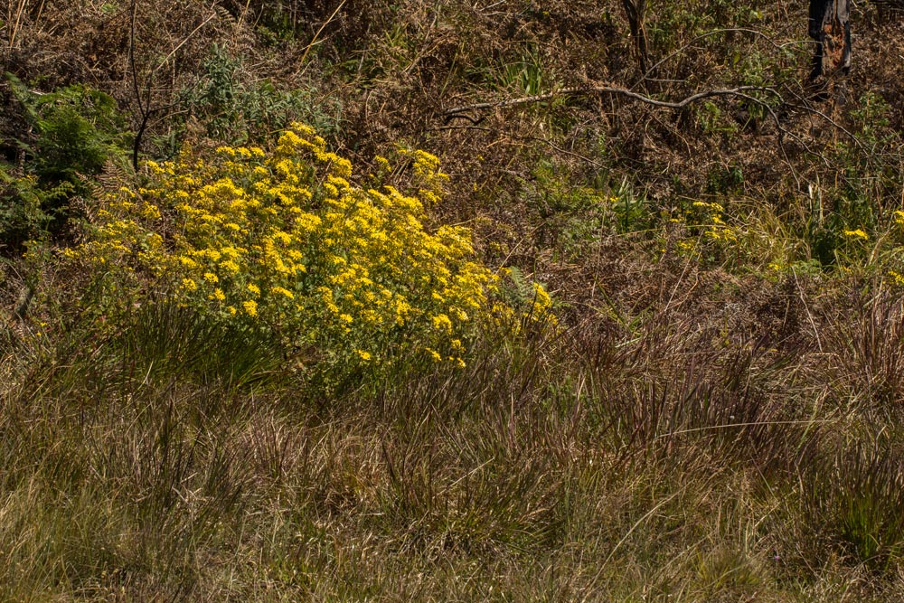 Cineraria deltoidea