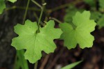 Cineraria deltoidea