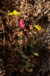 Cineraria deltoidea