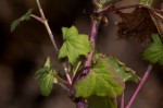 Cineraria deltoidea