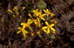 Cineraria deltoidea