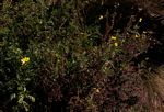 Senecio aetfatensis