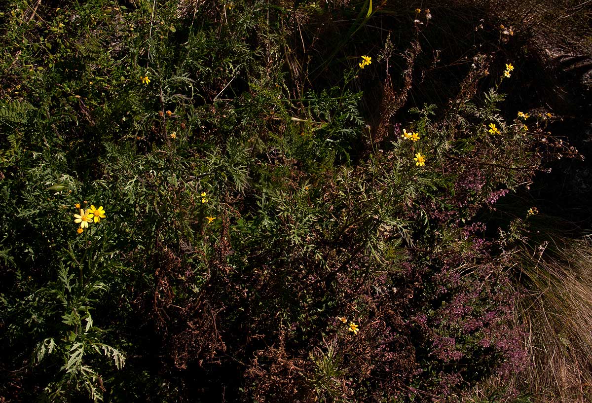 Senecio aetfatensis