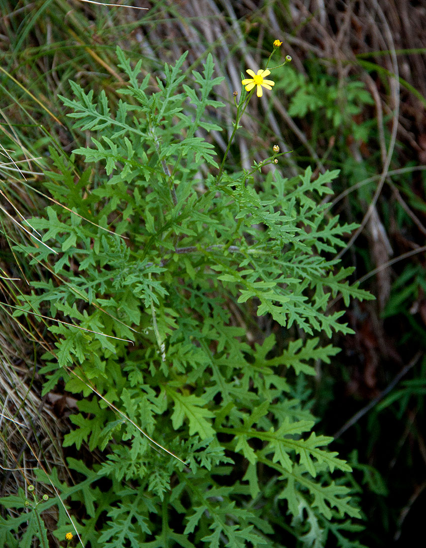 Senecio aetfatensis