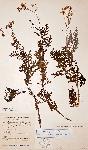 Senecio aetfatensis
