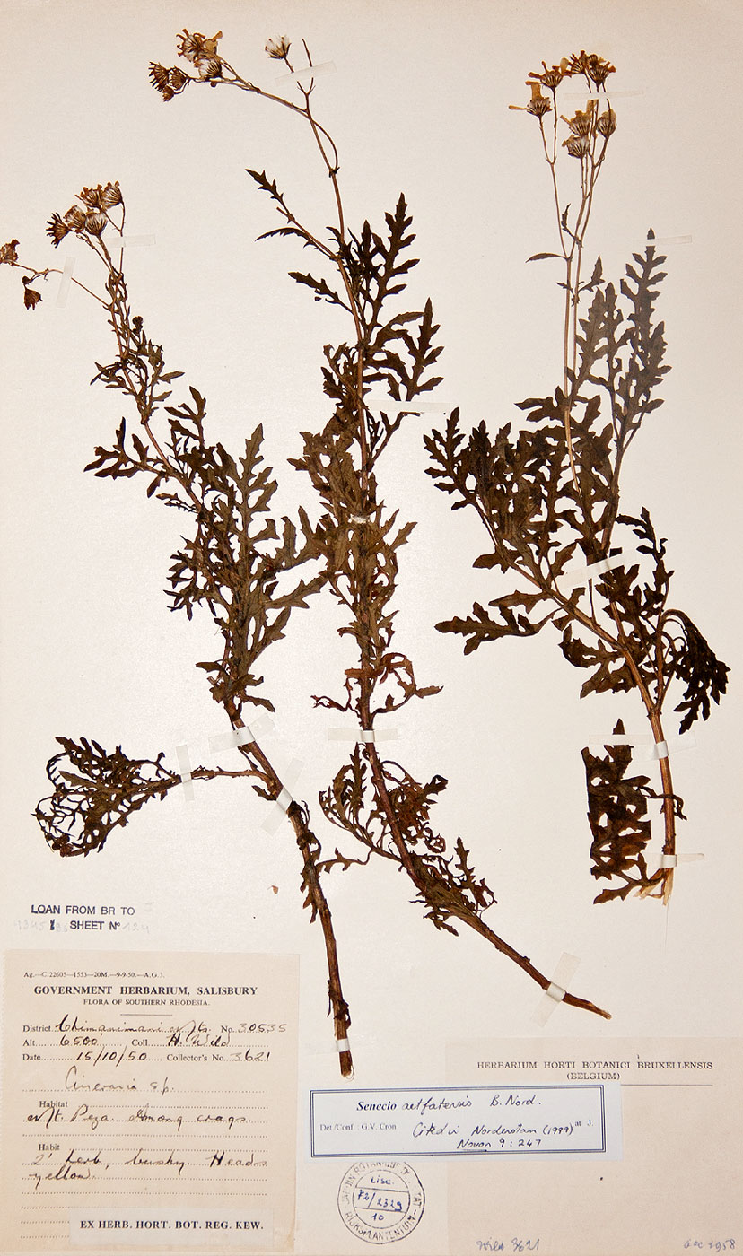 Senecio aetfatensis