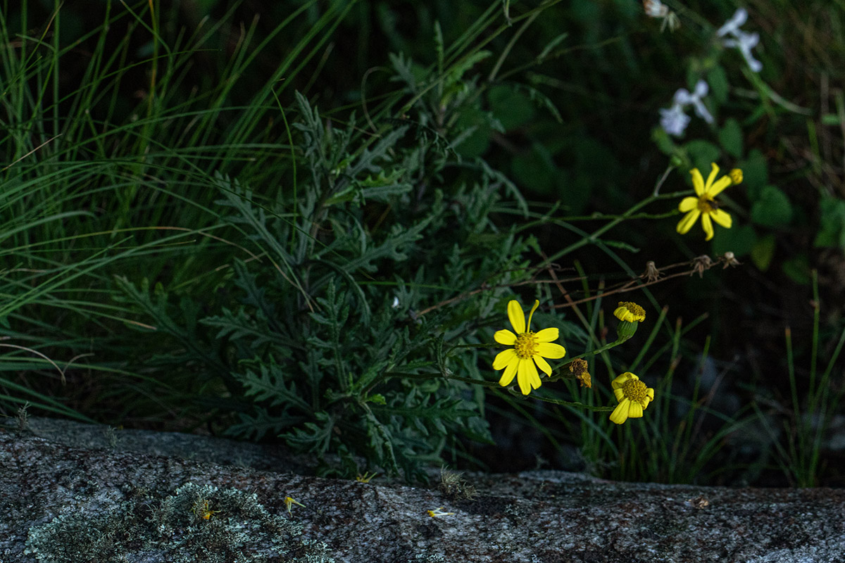 Senecio aetfatensis