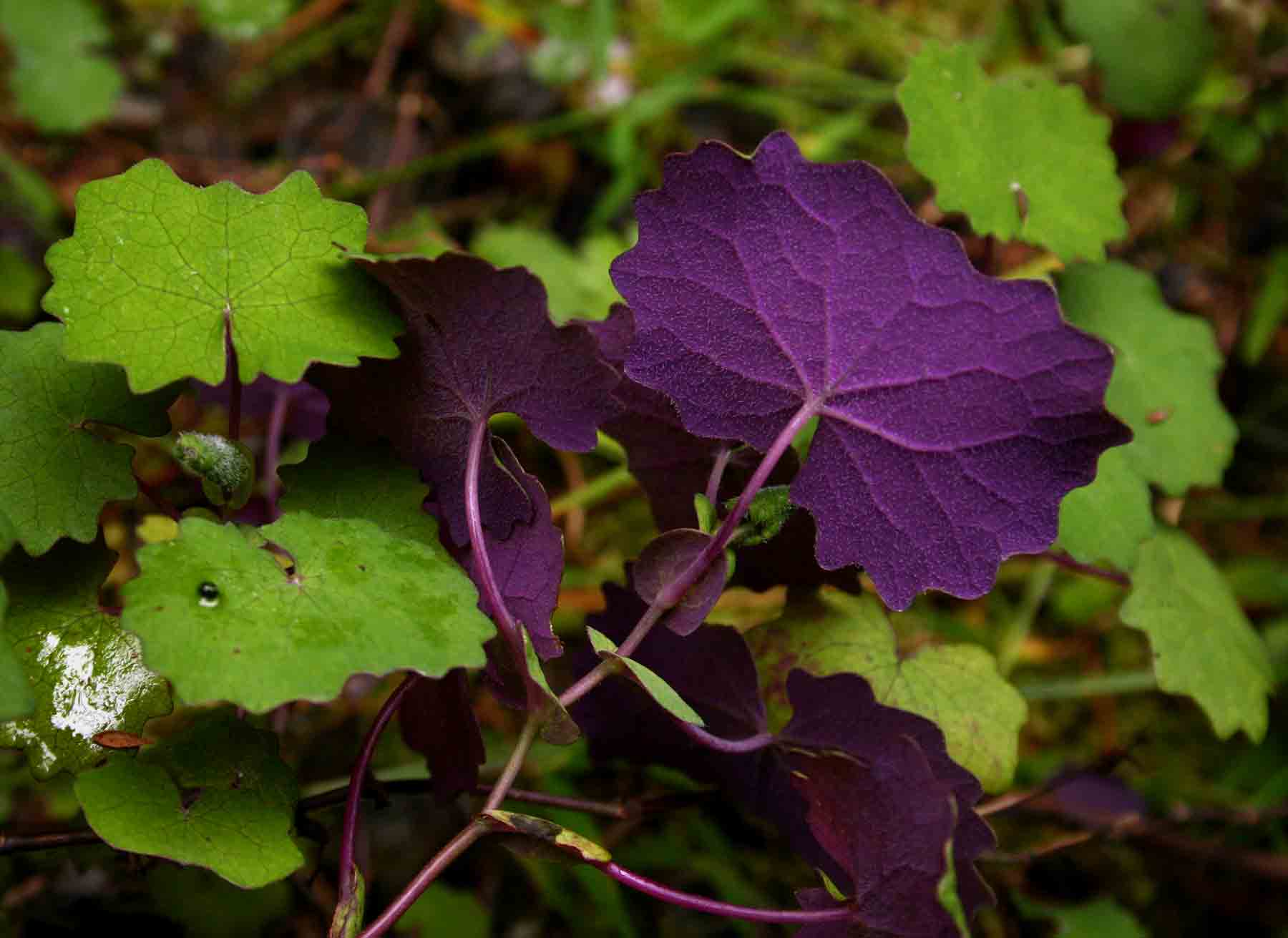 Senecio auriculatissimus