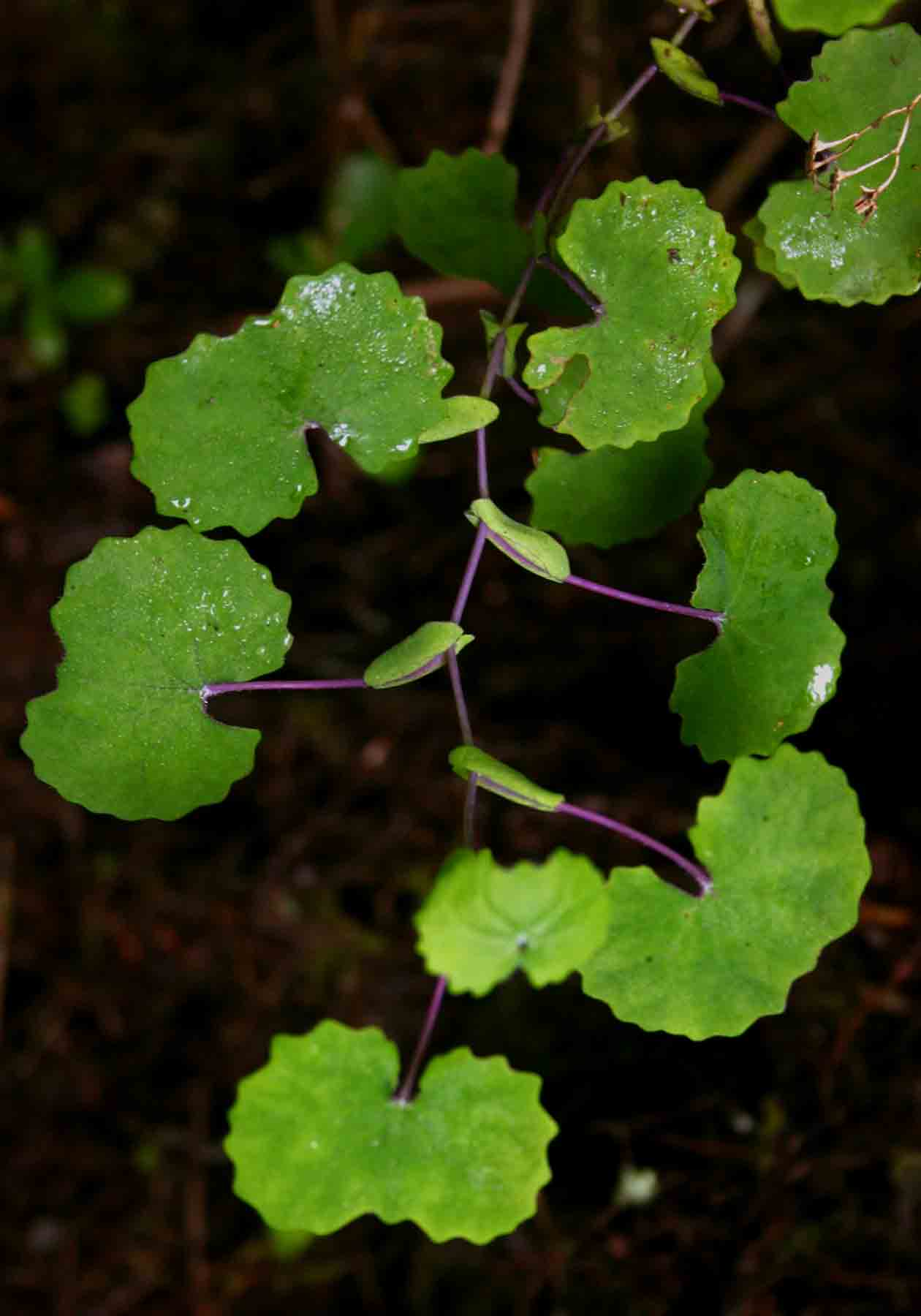 Senecio auriculatissimus