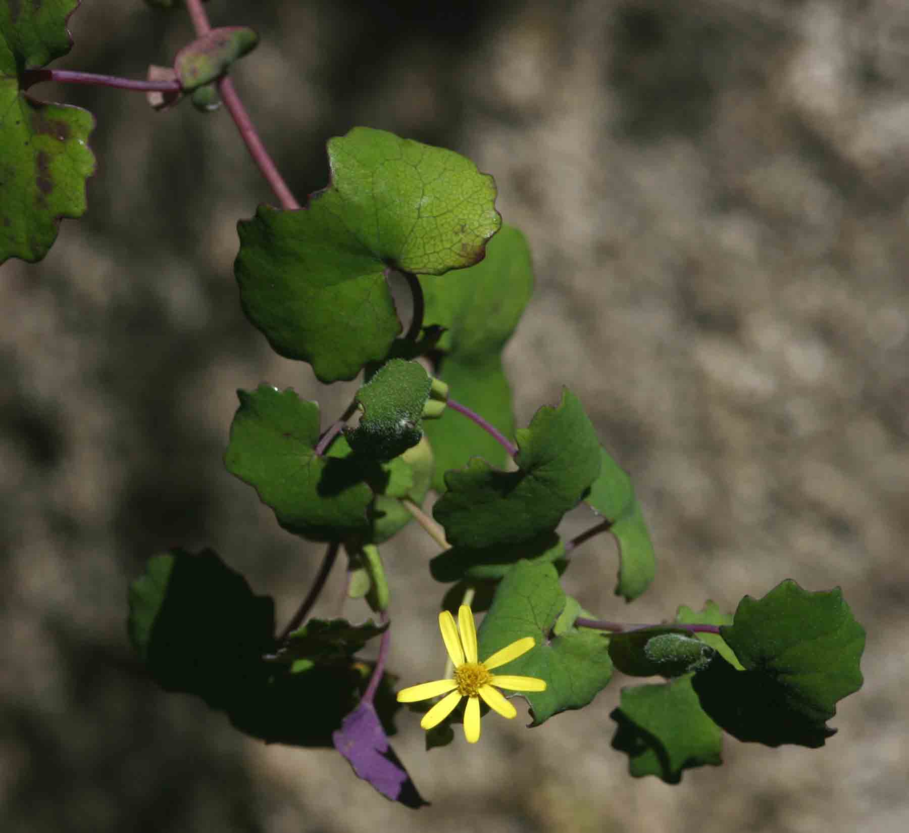 Senecio auriculatissimus