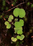 Senecio auriculatissimus