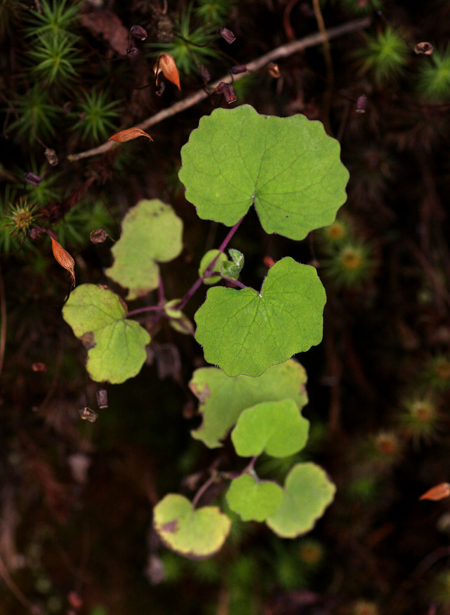 Senecio auriculatissimus