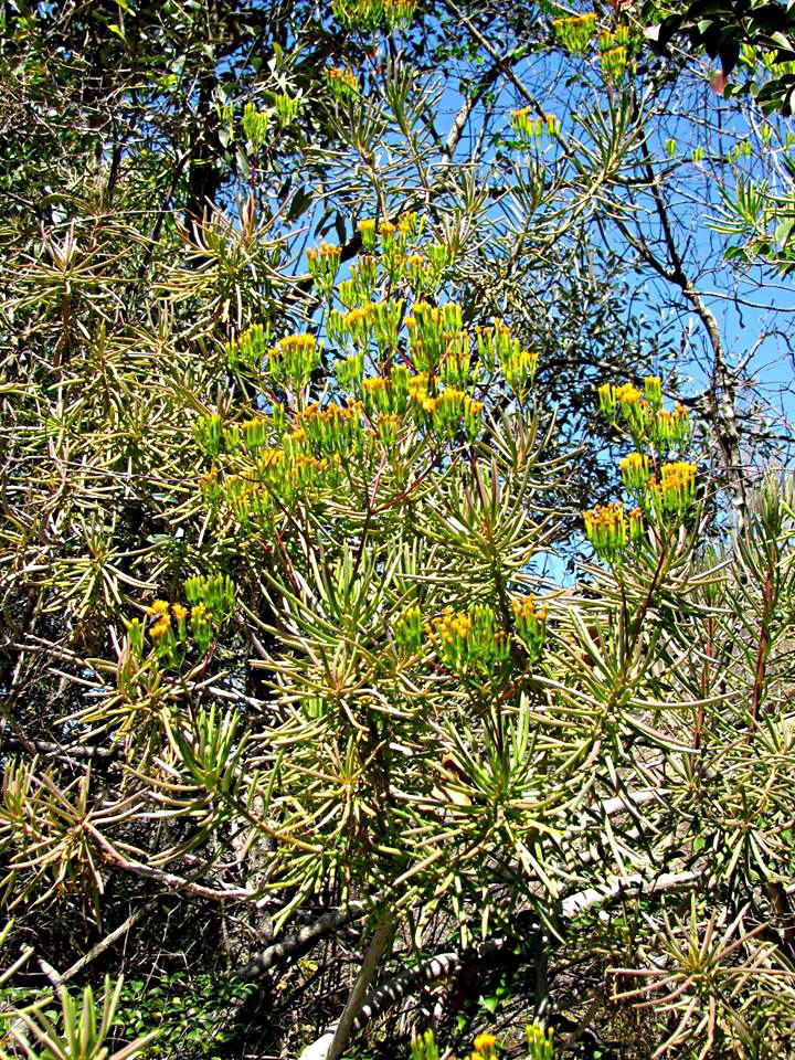 Senecio barbertonicus