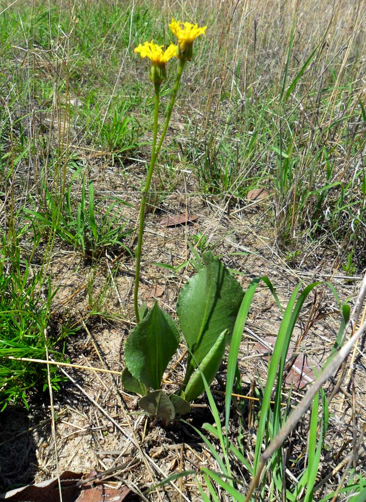 Senecio coronatus