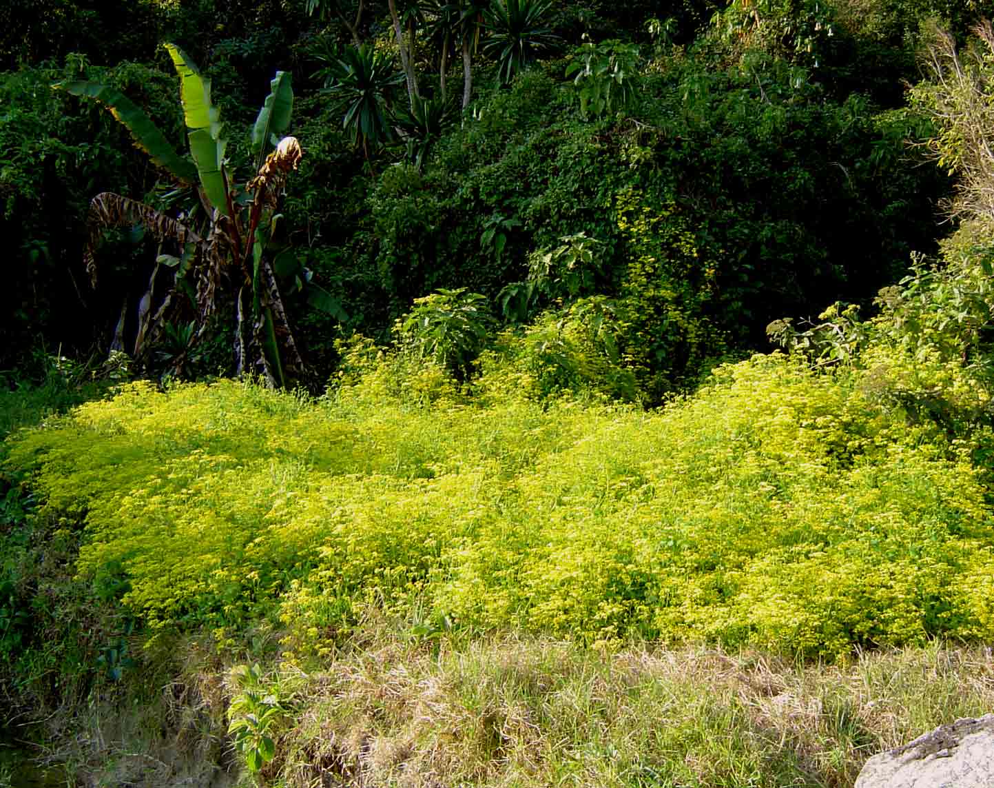 Senecio deltoideus