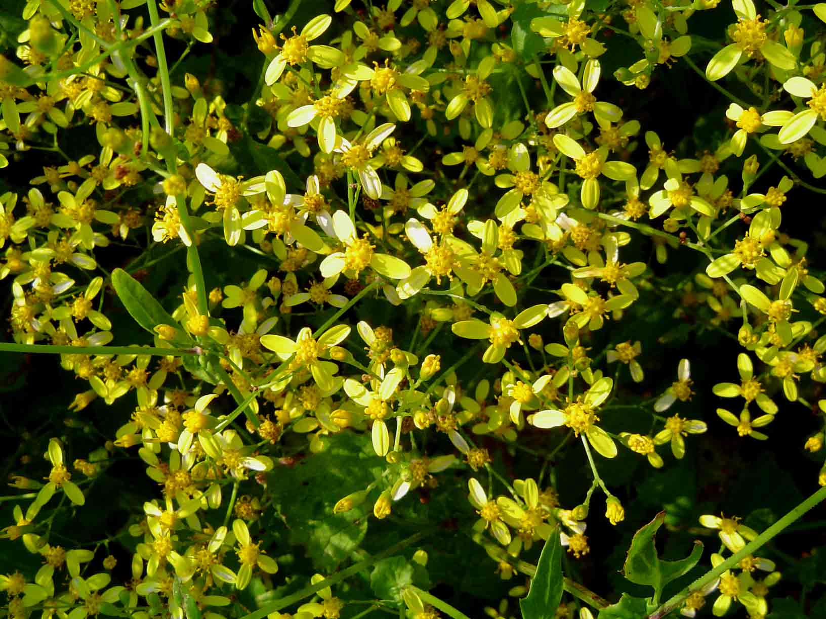 Senecio deltoideus