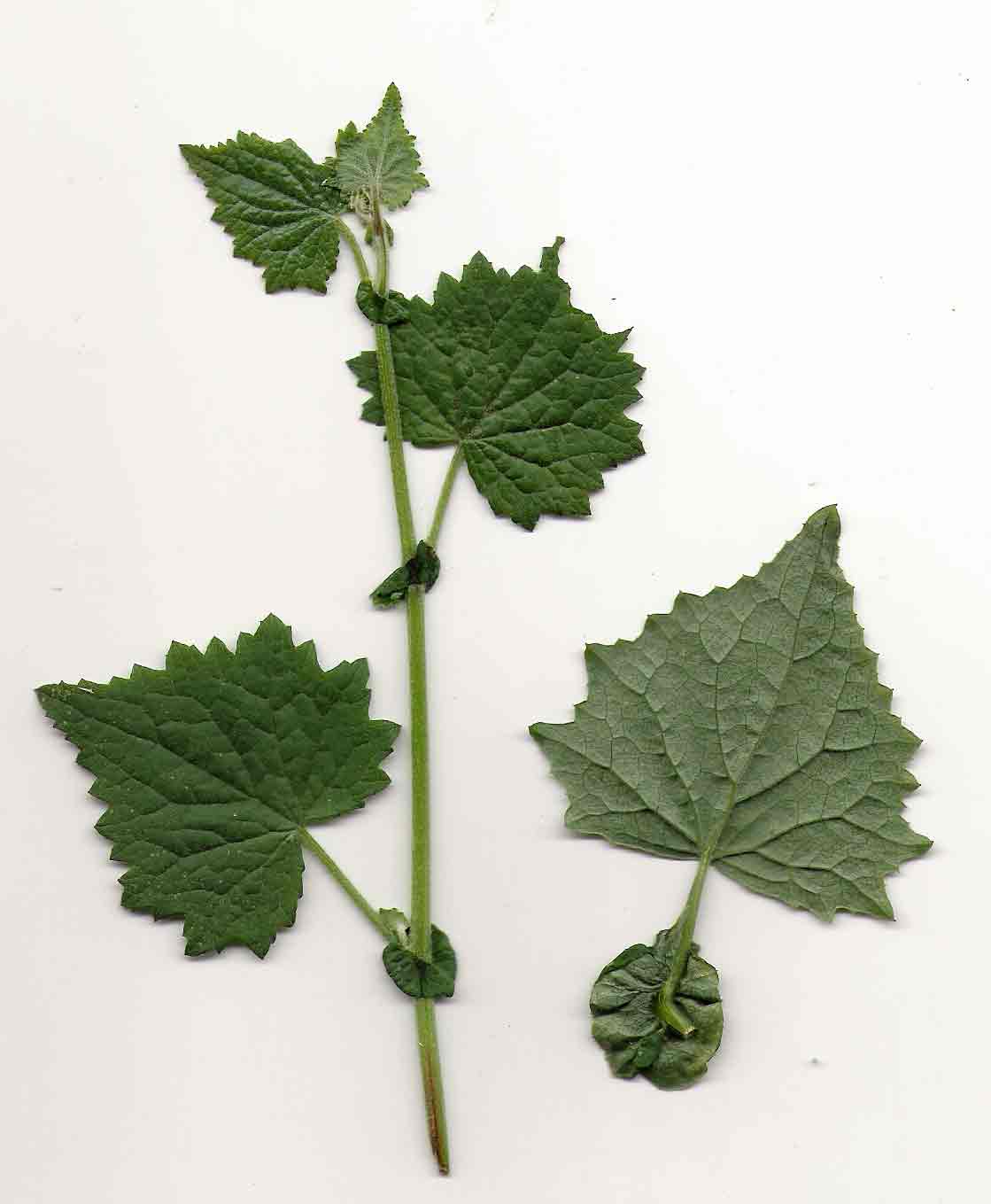Senecio deltoideus