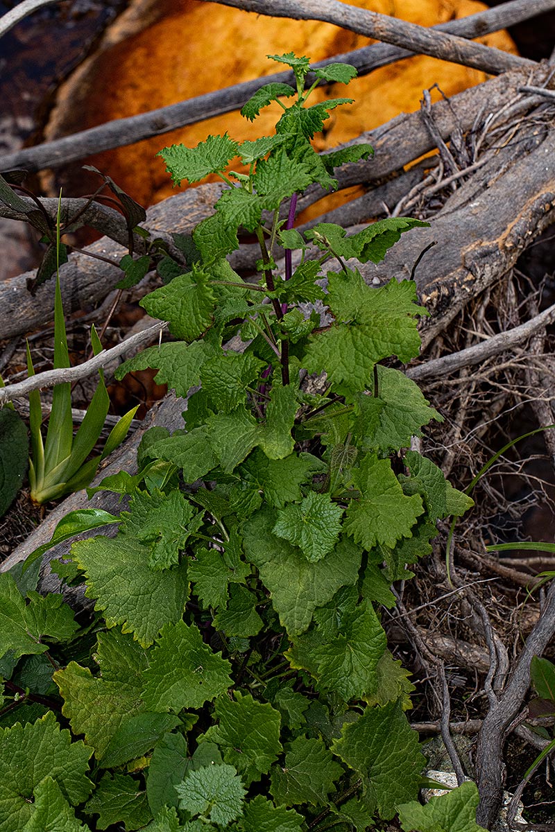 Senecio deltoideus