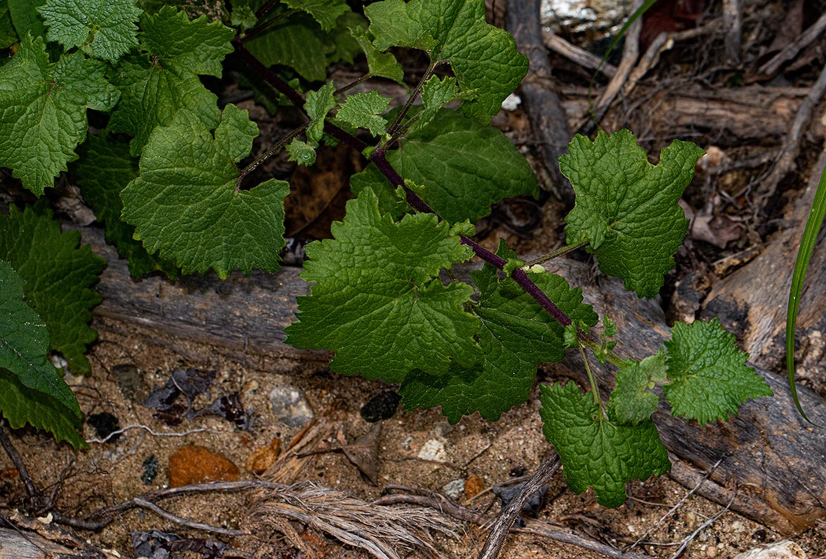 Senecio deltoideus