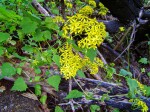 Senecio deltoideus