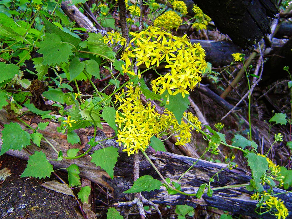 Senecio deltoideus