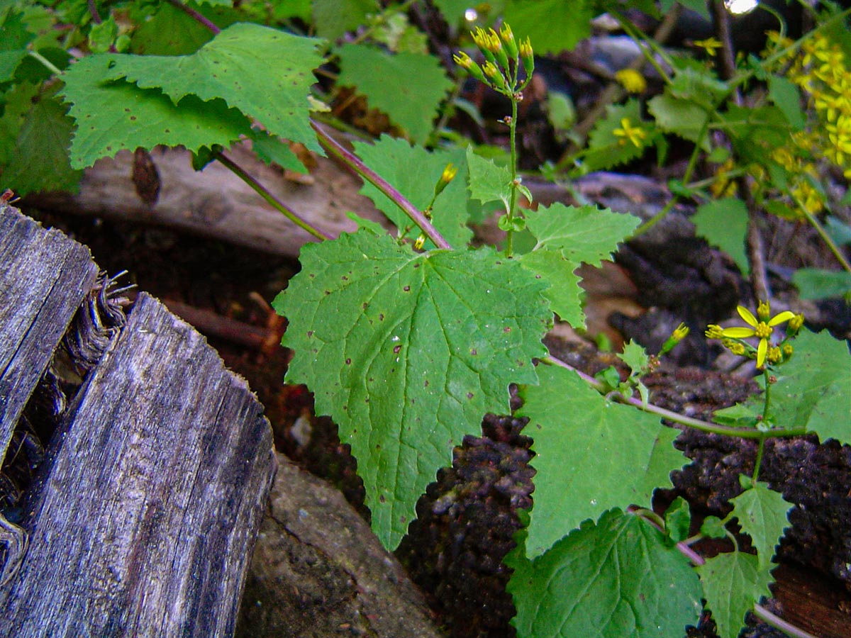 Senecio deltoideus