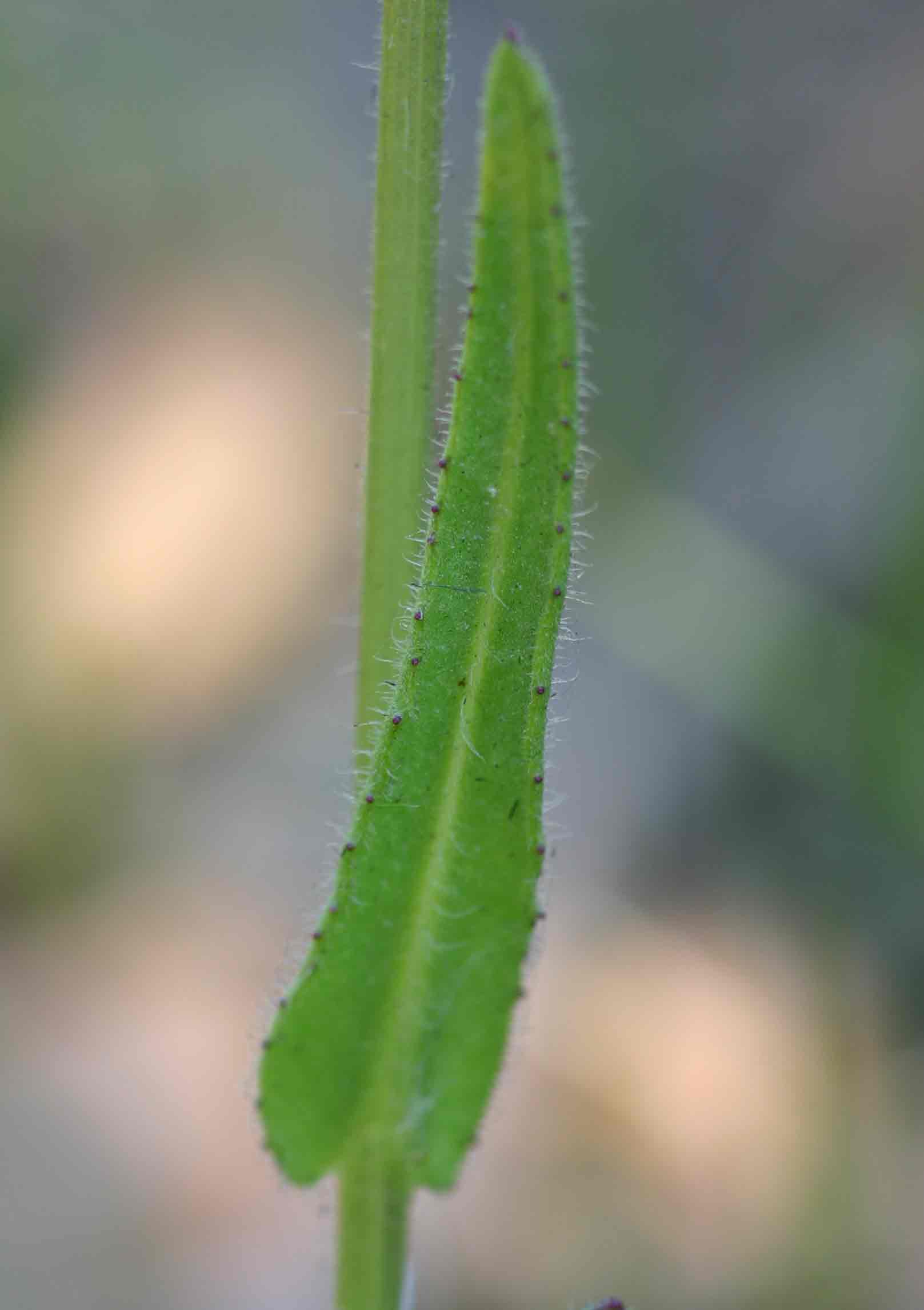 Senecio erubescens var. erubescens
