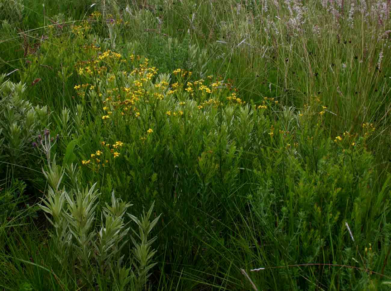 Senecio gazensis