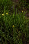 Senecio gazensis
