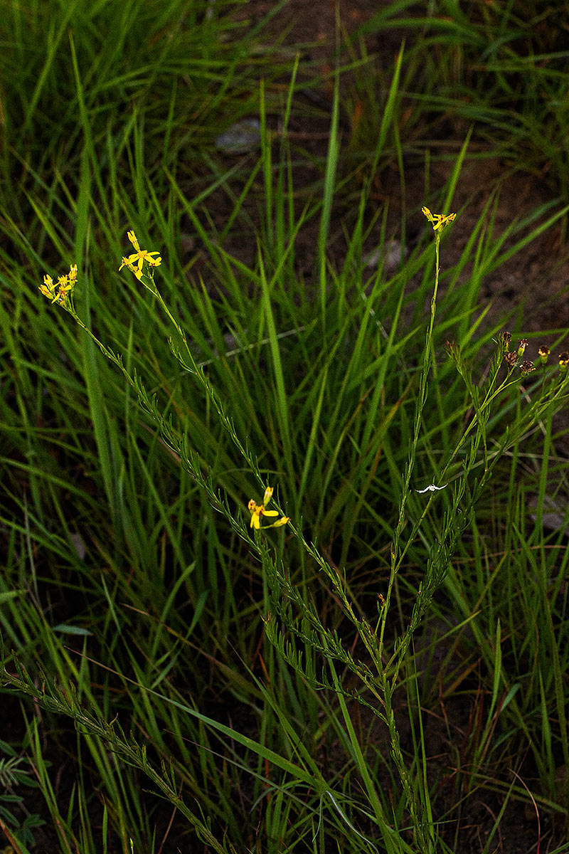 Senecio gazensis