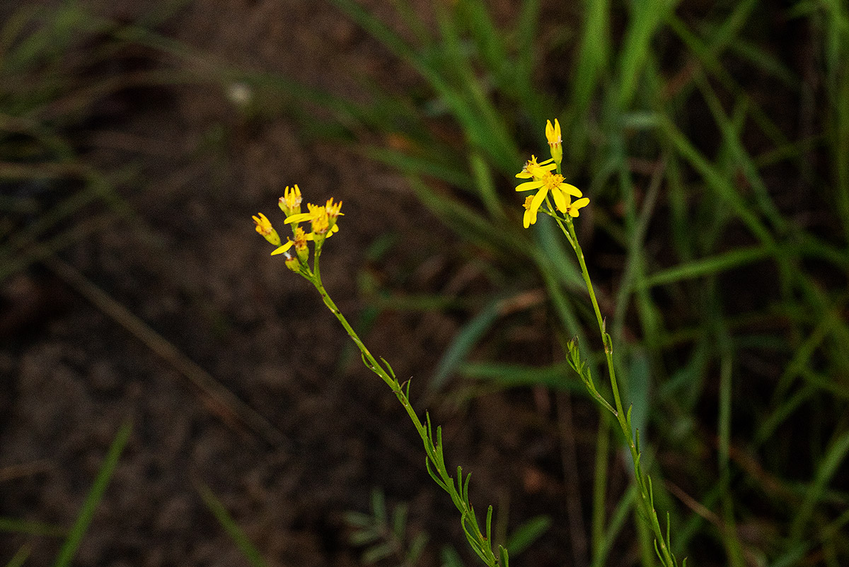Senecio gazensis