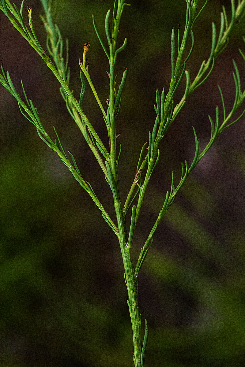 Senecio gazensis
