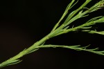 Senecio gazensis