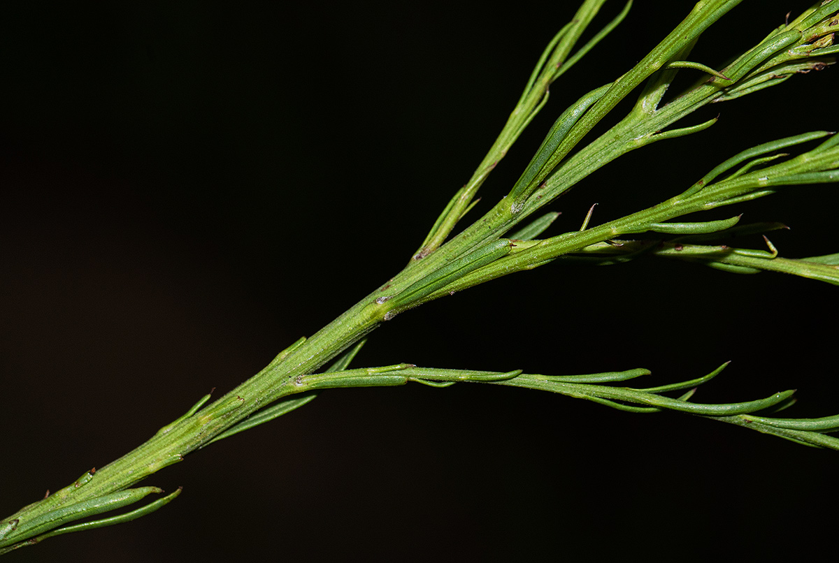 Senecio gazensis