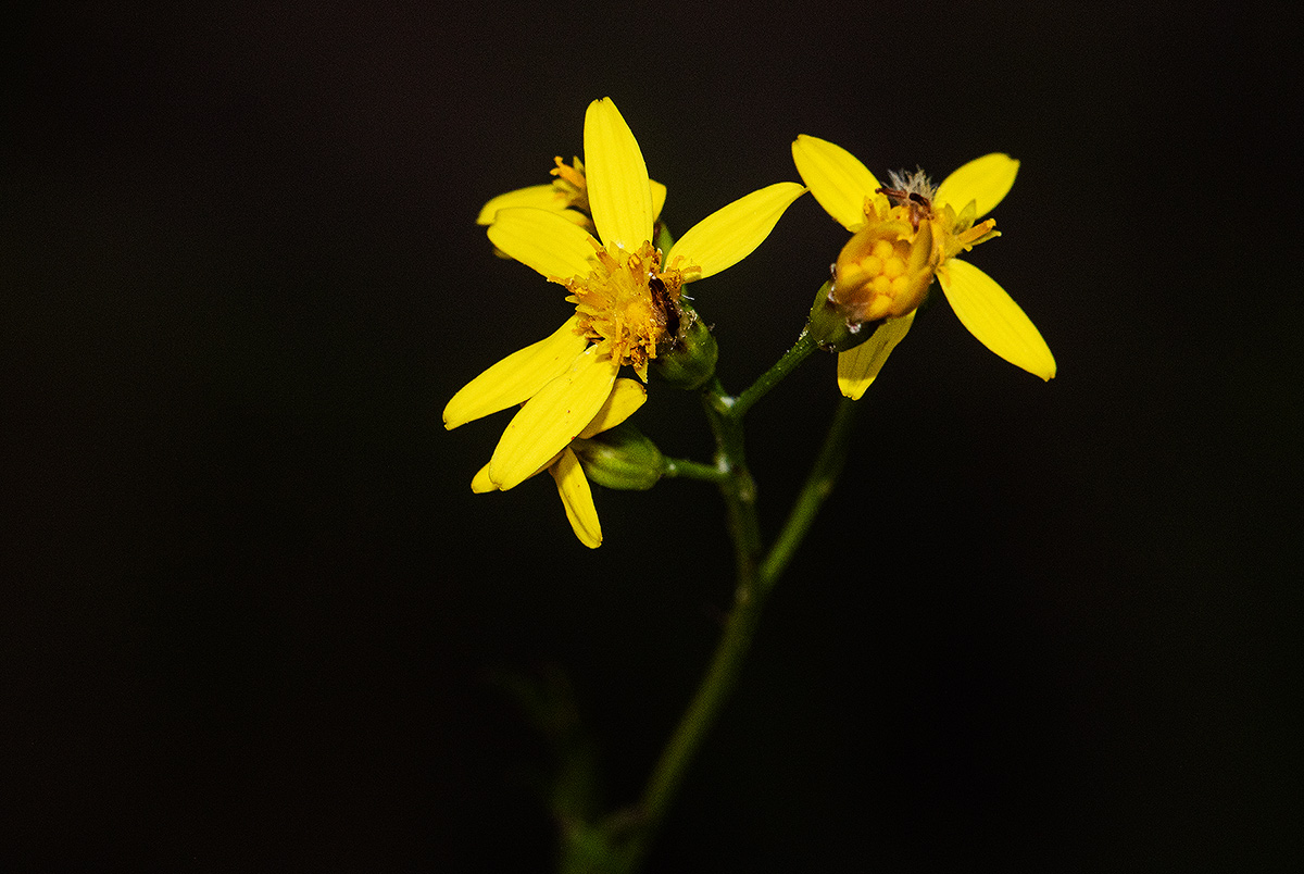 Senecio gazensis
