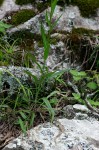 Senecio inornatus