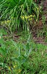 Senecio latifolius