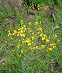 Senecio latifolius