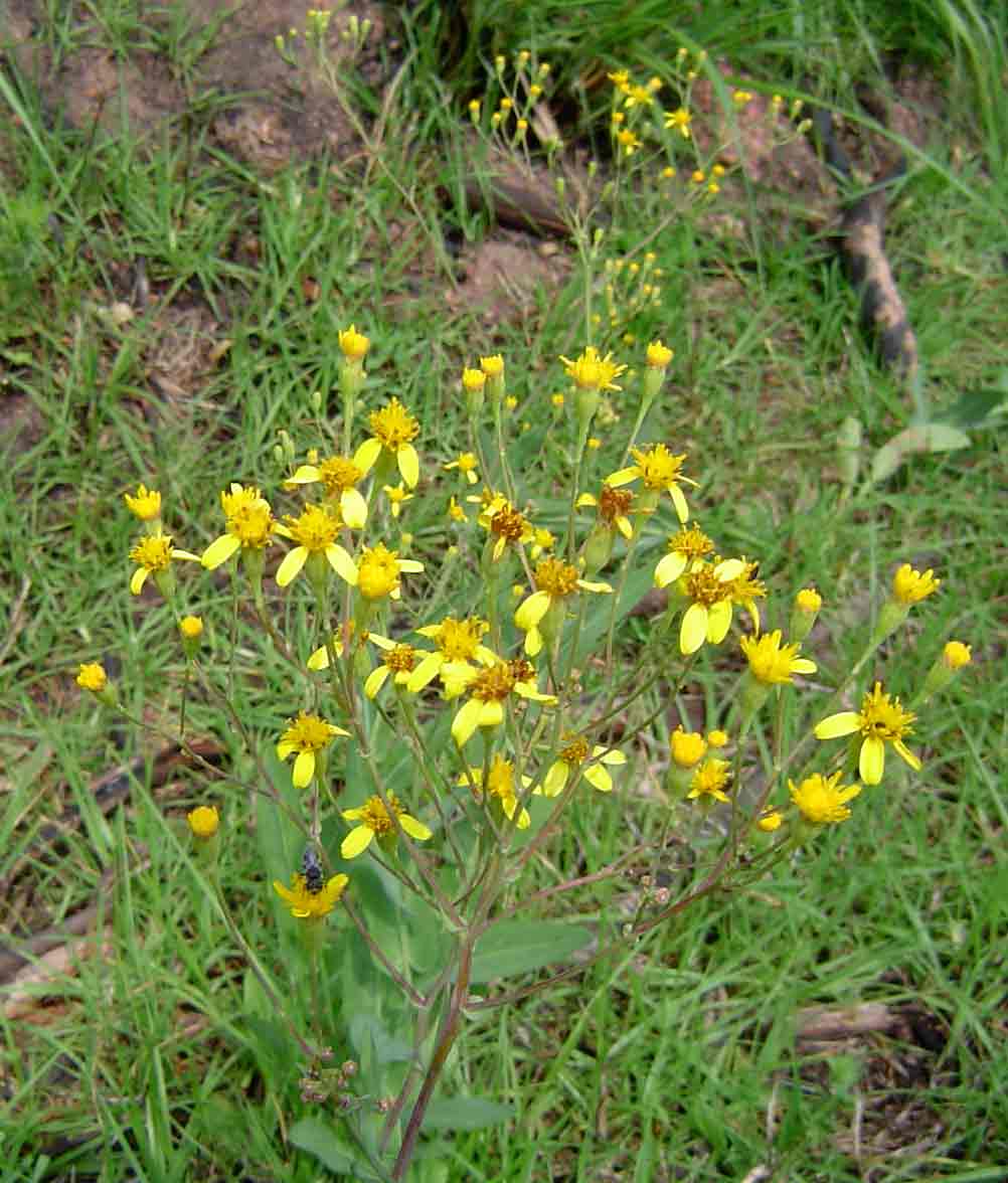 Senecio latifolius