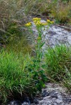 Senecio milanjianus