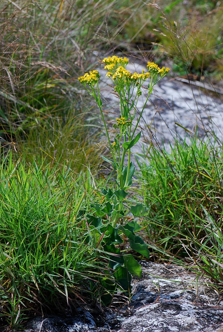 Senecio milanjianus