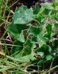 Senecio milanjianus