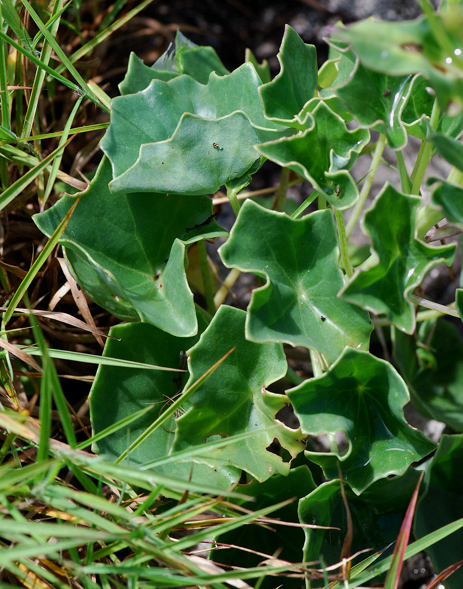 Senecio milanjianus