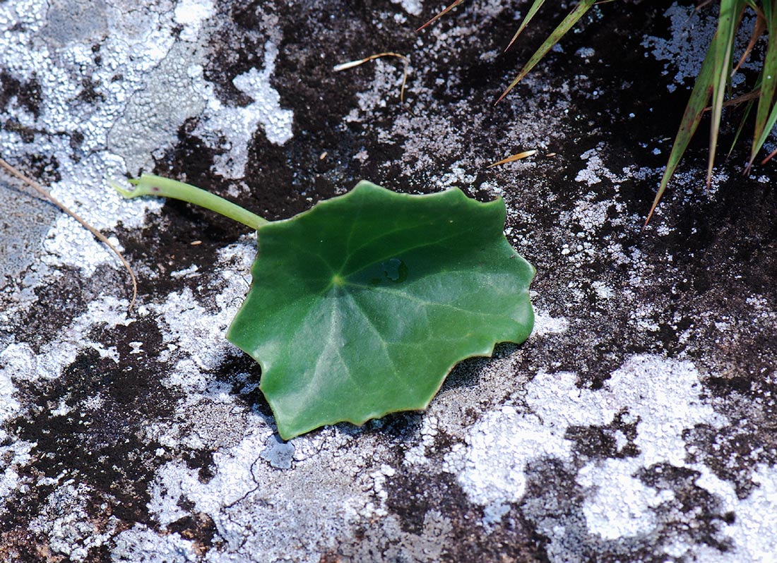 Senecio milanjianus