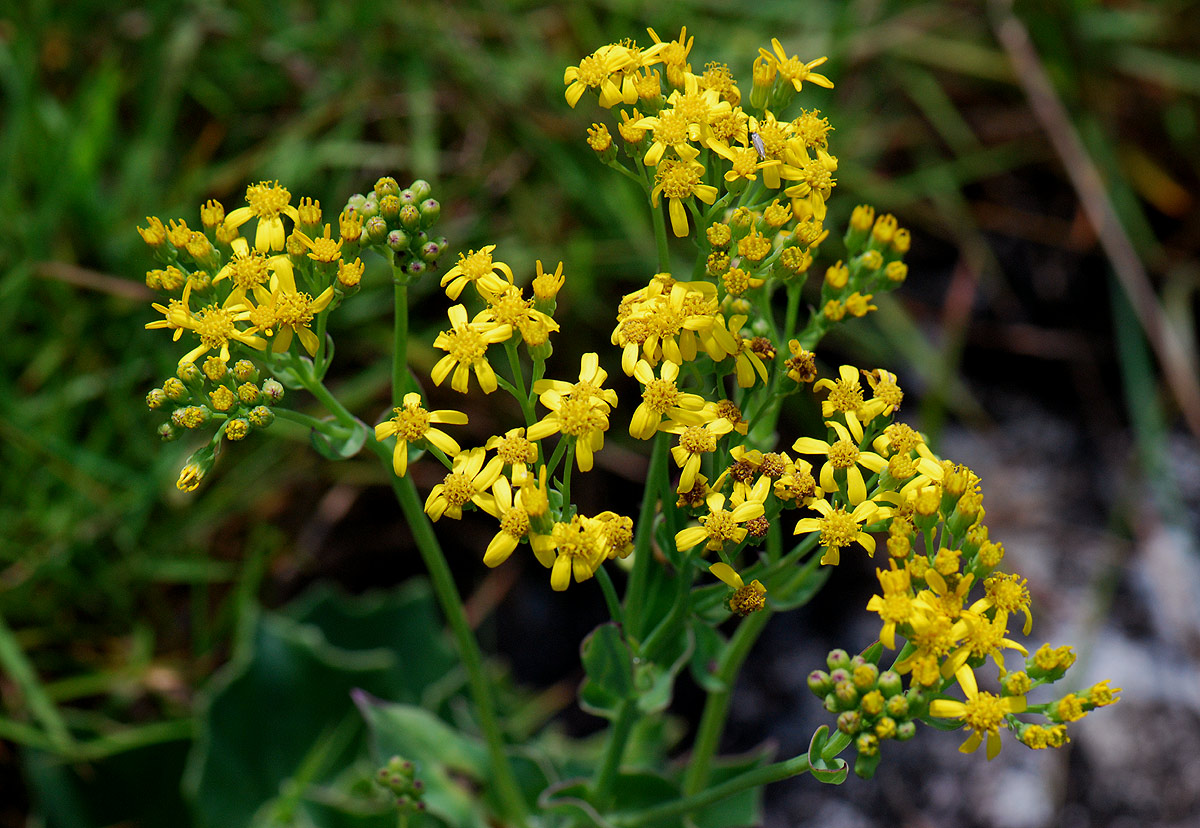 Senecio milanjianus