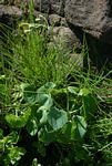 Senecio oxyriifolius